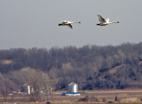Trumpeter Swans 6800